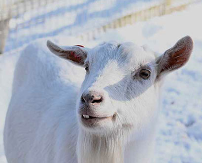 手間がかからないヤギの飼育