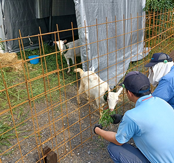 株式会社河村機械工業所様 ヤギレンタルの様子2