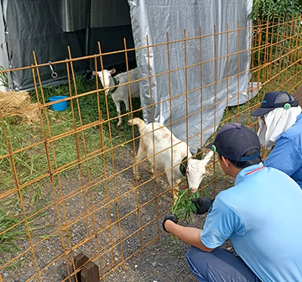 株式会社河村機械工業所様 ヤギレンタルの様子2