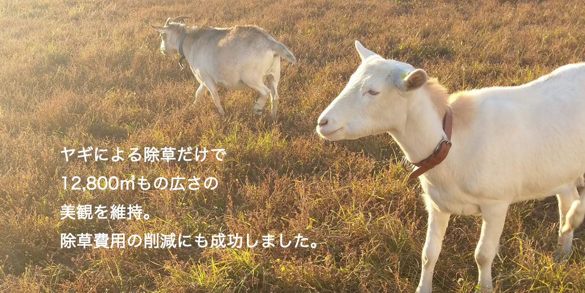 兵庫県S社様 ヤギレンタルの様子