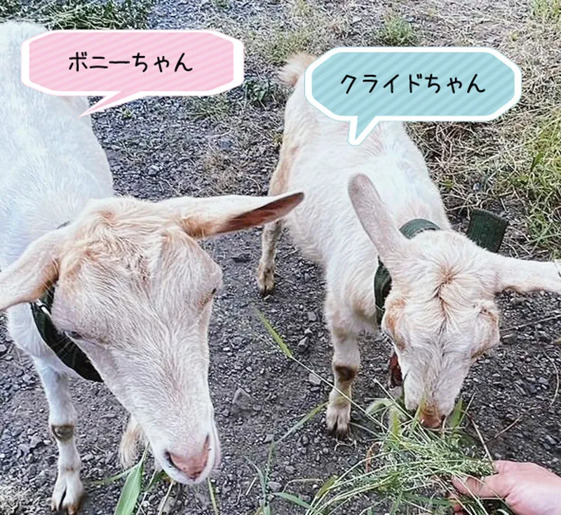 ボニーちゃんとクライドちゃん