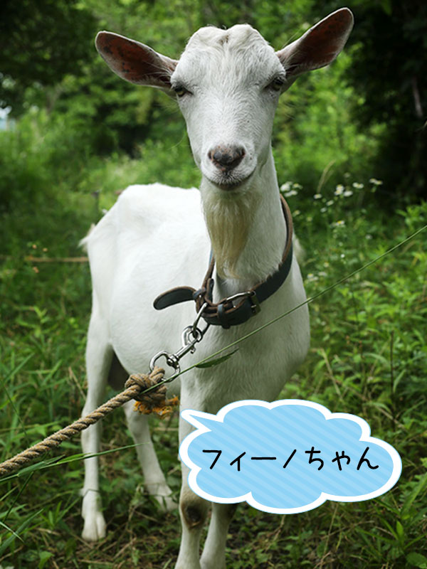フィーノちゃん