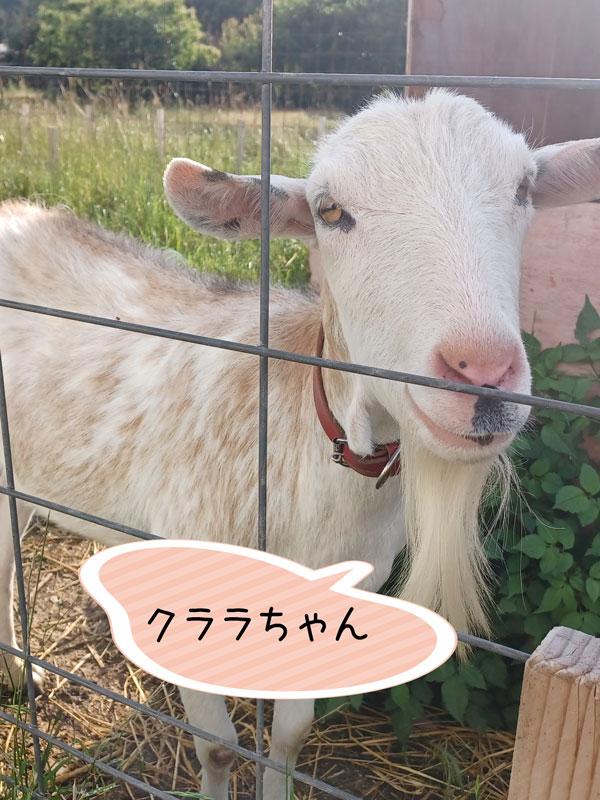 クララちゃん