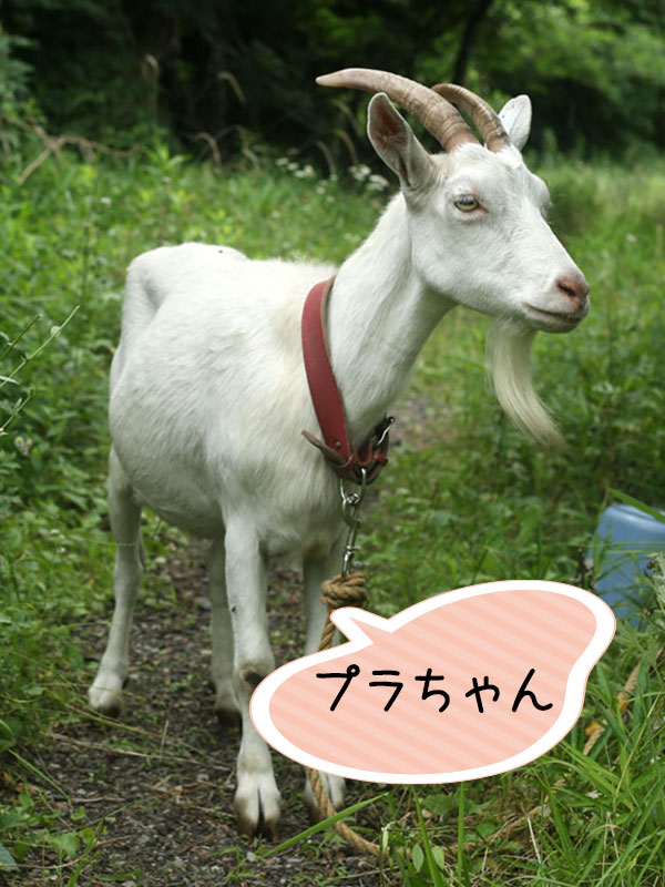 プラちゃん