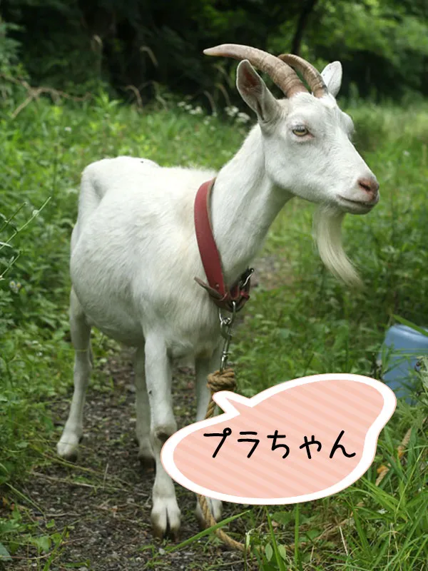 プラちゃん