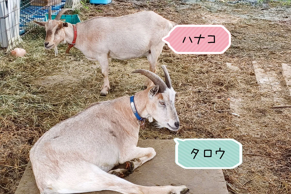 ヤギ紹介