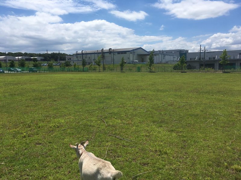 牧草化が進んだ敷地の様子