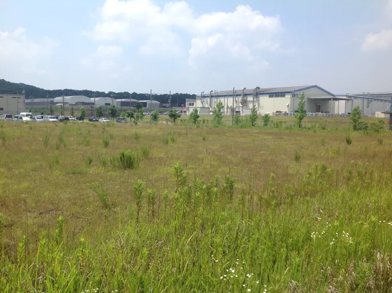 ヤギが草を食む様子